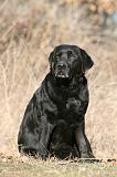 LABRADOR 1121